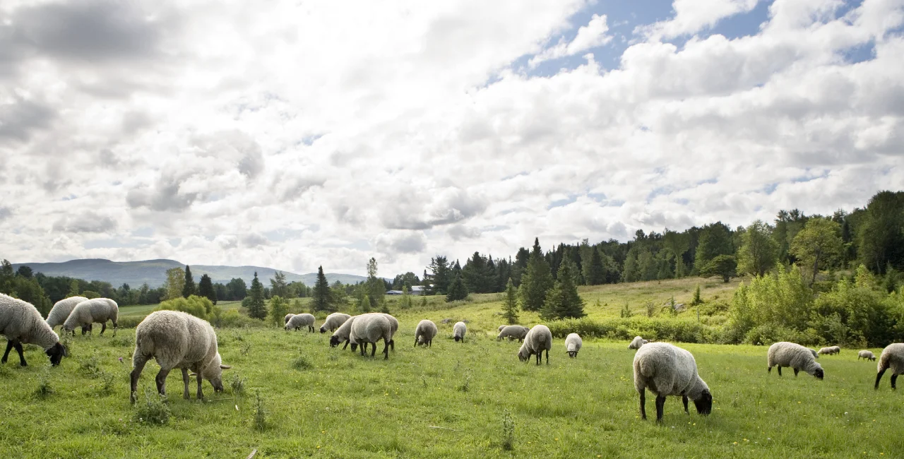 Herds of cows, sheep, and goats return to graze Prague's nature reserves