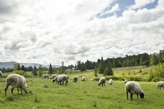 Herds of cows, sheep, and goats return to graze Prague's nature reserves
