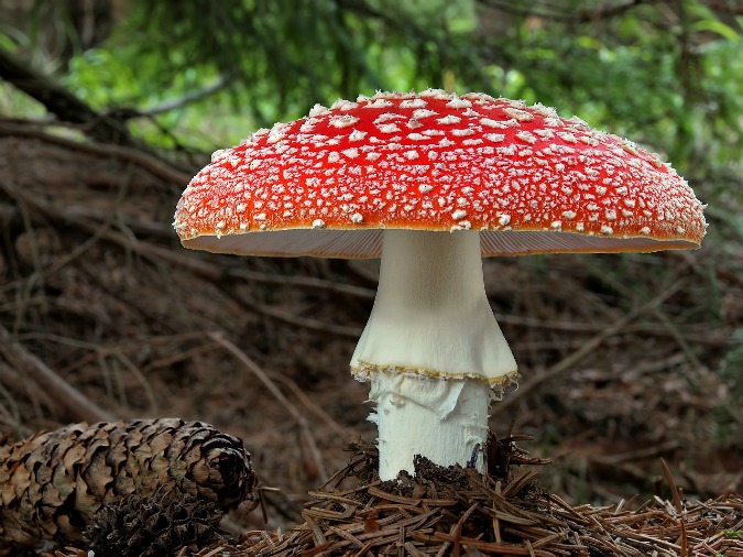 In Photos: Magnificent Czech Mushrooms - Prague, Czech Republic