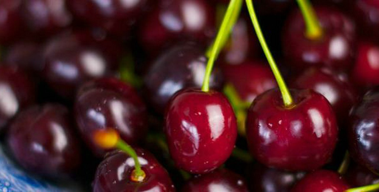 City Cherry Orchards Ripe for Harvest in July - Prague, Czech Republic