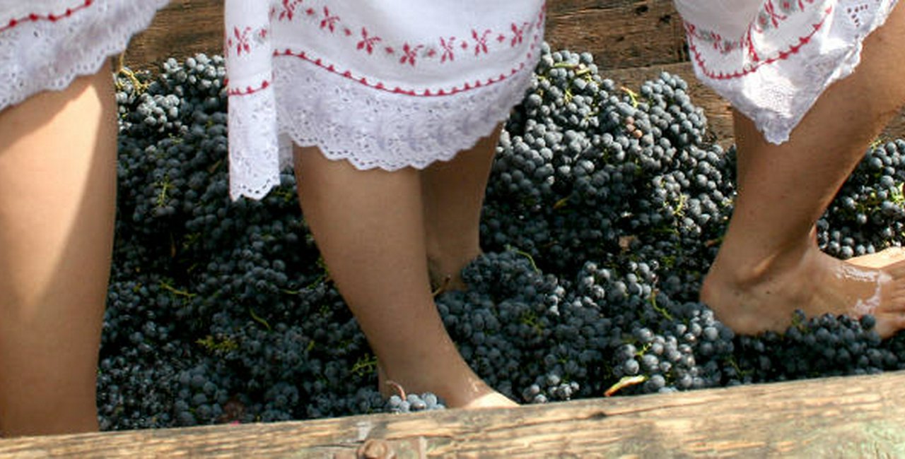 Moravian Winemaking Tradition Calls for Supple Lady Feet - Prague, Czech  Republic