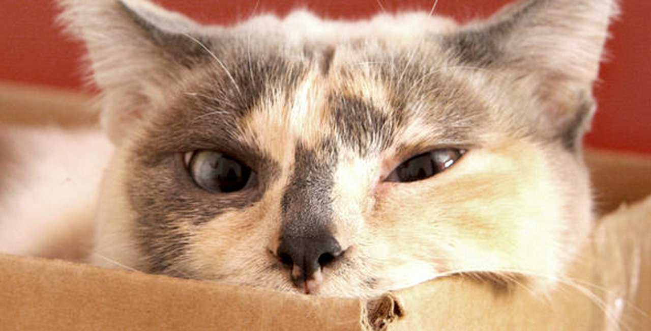 Tote Bag - Calico Kitten, Pat Haas