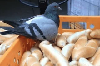 Albert Bread Delivery Becomes Pigeon Landing Pad