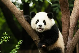 Giant pandas won’t be coming to Prague Zoo any time soon