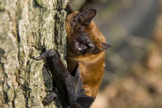 Dozens of bats released in Prague’s Stromovka Park