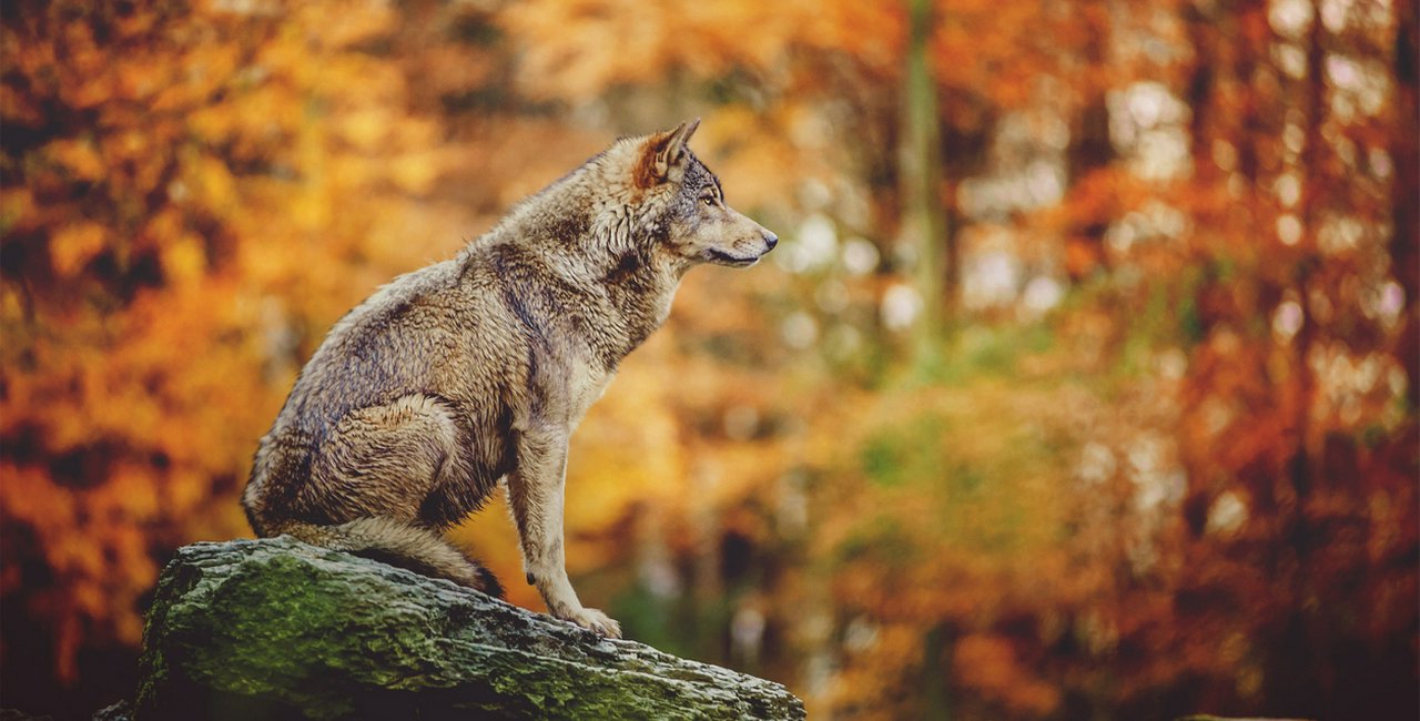 Up to 80 wild wolves roam the Czech Republic, and shepherds aren’t