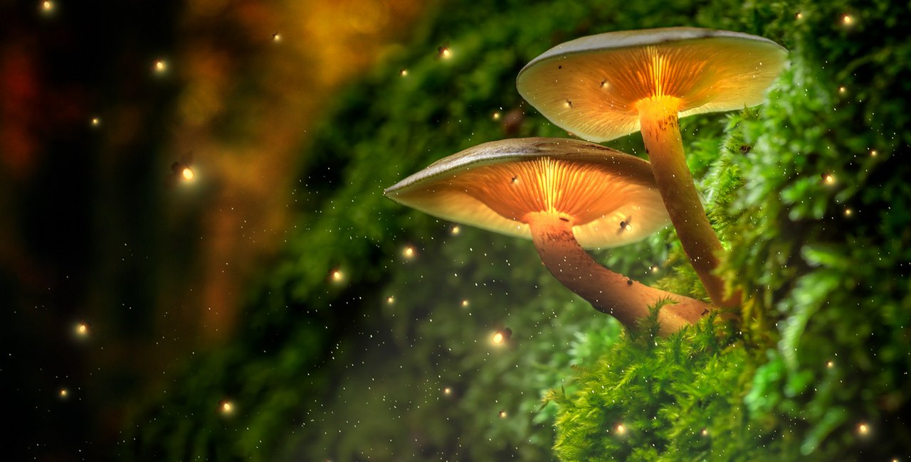 Czech scientists launch worldwide mushroom atlas GlobalFungi - Prague ...