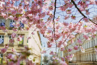 The Czech Republic celebrates May 1 under the cherry blossoms