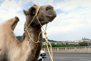 Camels trek through Prague to highlight drought and water scarcity