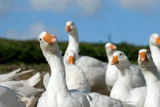 What exactly does St. Martin have against geese?