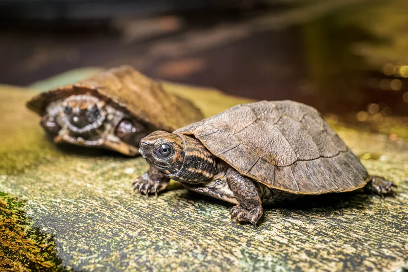 The enigmatic leaf turtle. Photo: Petr Hamerník, Prague Zoo.