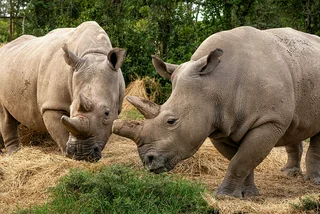 Czech scientists contribute to breakthrough in northern white rhino preservation project