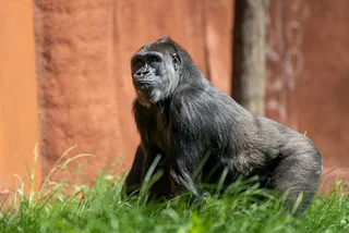 Female gorilla Duni at Prague Zoo. Photo: Facebook / Prague Zoo