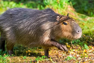 Capybara, capybara, capybara! World's favorite rodent returns to Prague Zoo