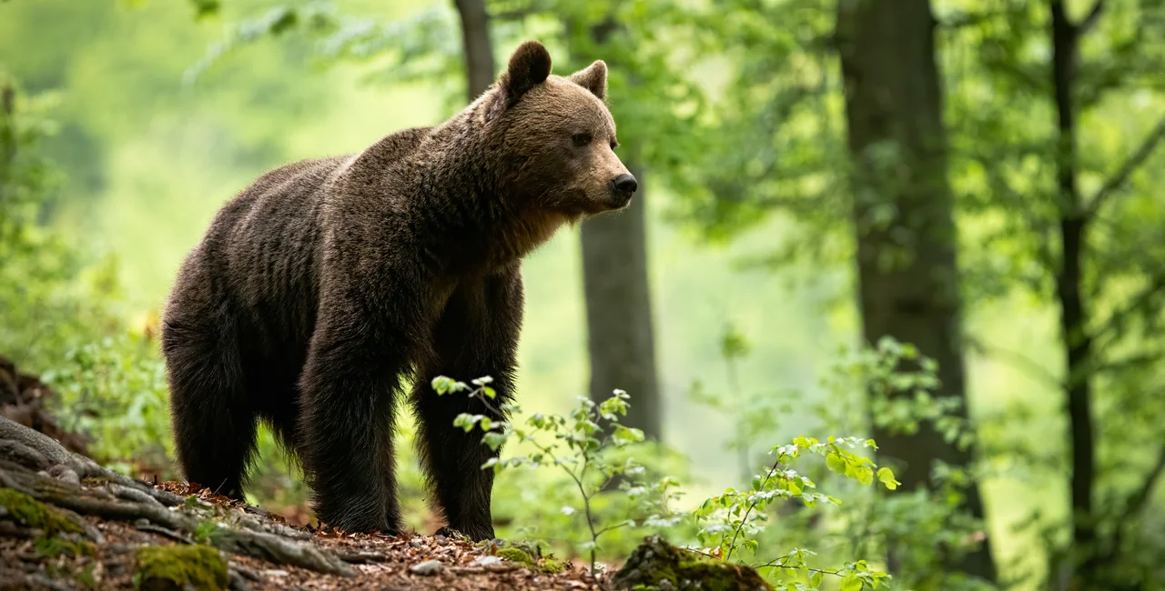Illustrative image of a brown bear in Slovakia. Photo: iStock / JMrocek