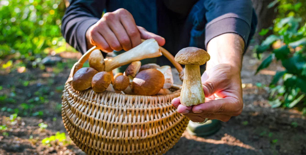 Discover prime mushroom-picking spots across Czechia with a new map