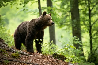 Czech police confirm presence of bear in Moravia, issue warning