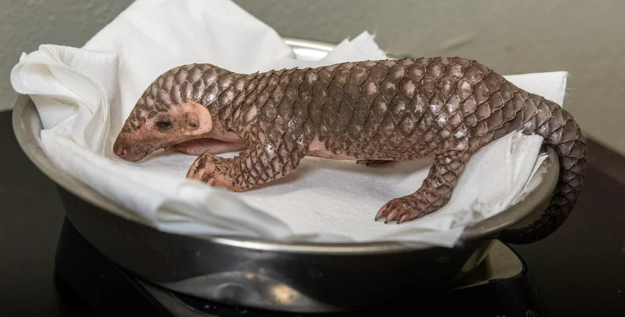 Prague Zoo welcomes second pangolin ever born in Europe
