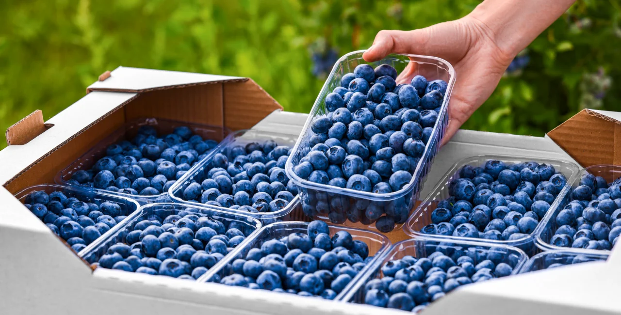 Consumer alert: Blueberries in Czechia must be sold by weight not volume