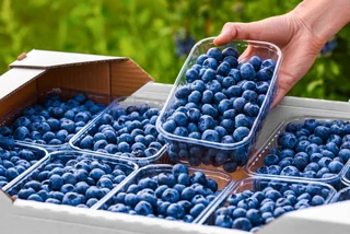 Consumer alert: Blueberries in Czechia must be sold by weight not volume