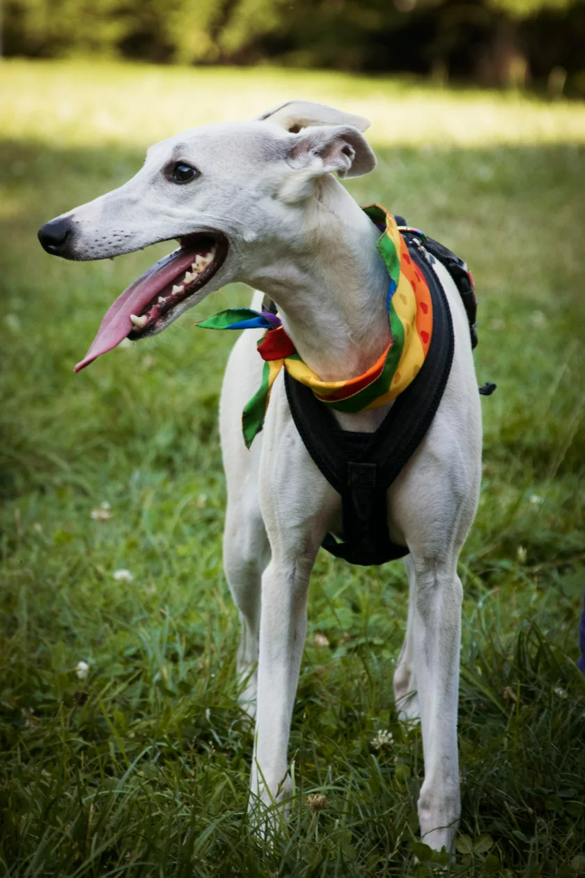 Photo: Prague Pride