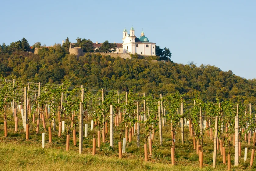 View on the Leopoldsberg Church from a Viennese wine yard, Vienna, Austria.