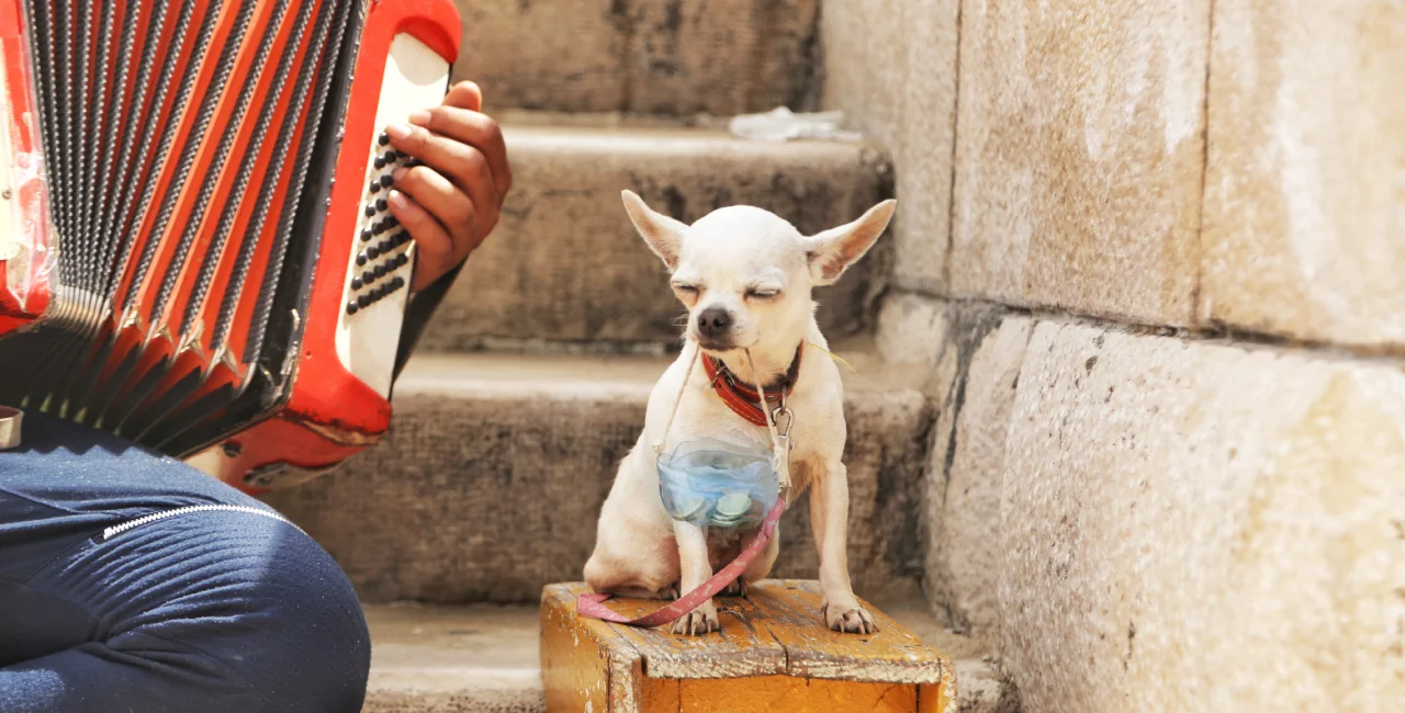 Prague finalizes ban on street performances with animals