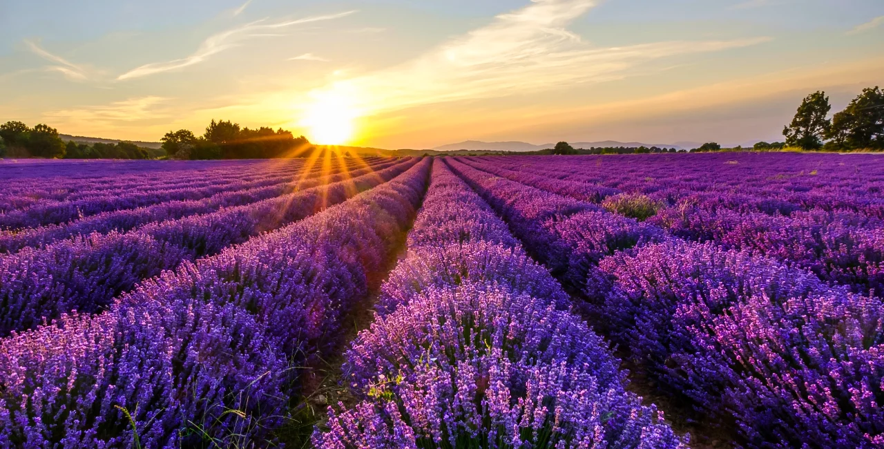 Lavandula Bohemia: Visit a Czech lavender field for a magical spa escape