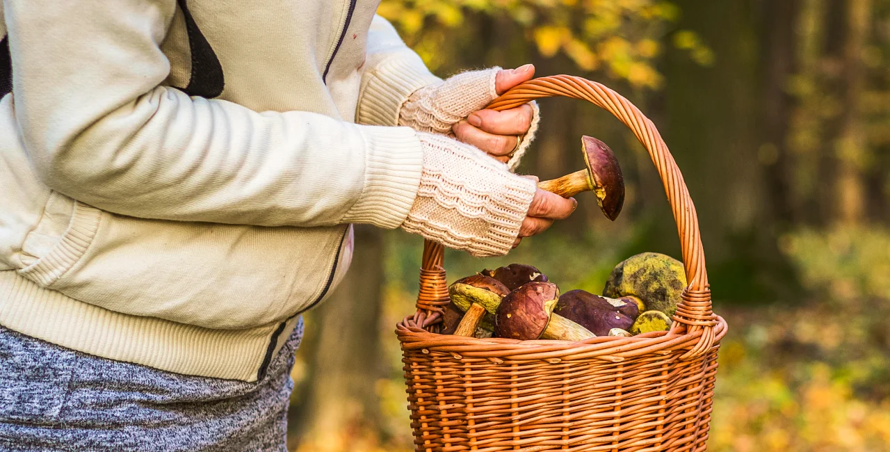 Peak mushroom season is here: Where can you find the most fungi in Czechia?