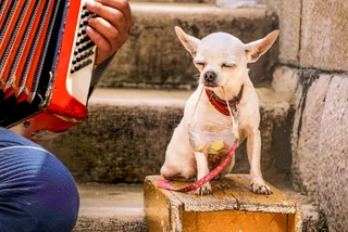 Prague finalizes ban on street performances with animals