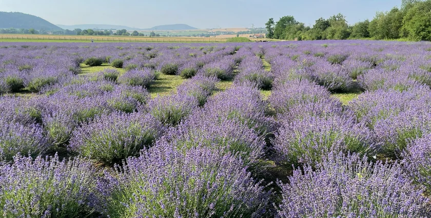 Lavandula Bohemia Levandulové údolí 10-2024 IMG_8052