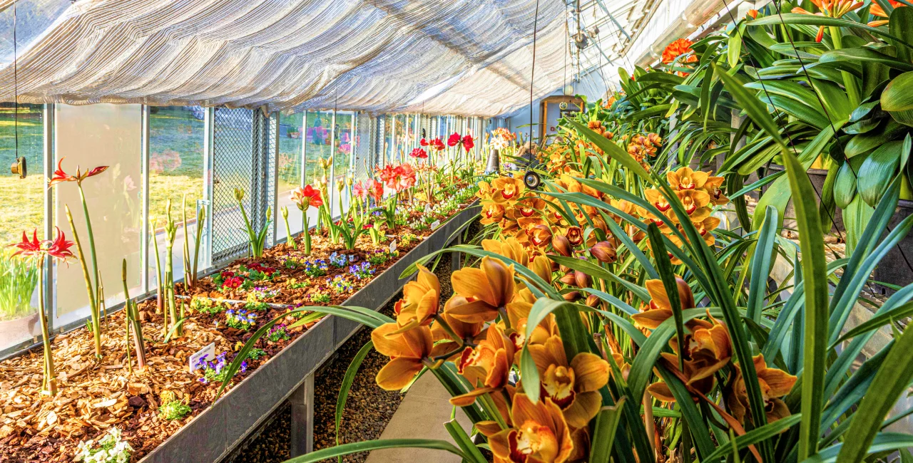 See thousands of flowers bloom at Prague Castle greenhouse exhibit